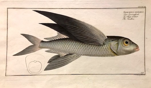 Bloch Marcus Elieser (1723-1799) Exocoetus exsiliens. Der Springfisch. Le Muge volant. The Swallow 1785 Berlino 